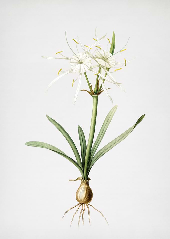 Streambank Spiderlily
