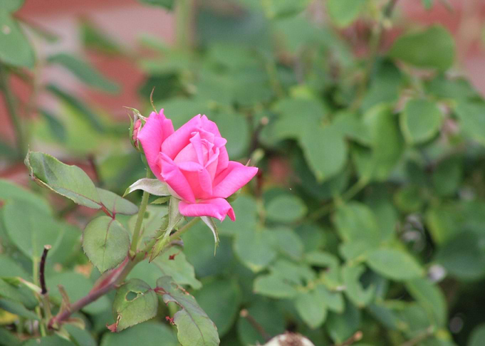 This flower is a knockout