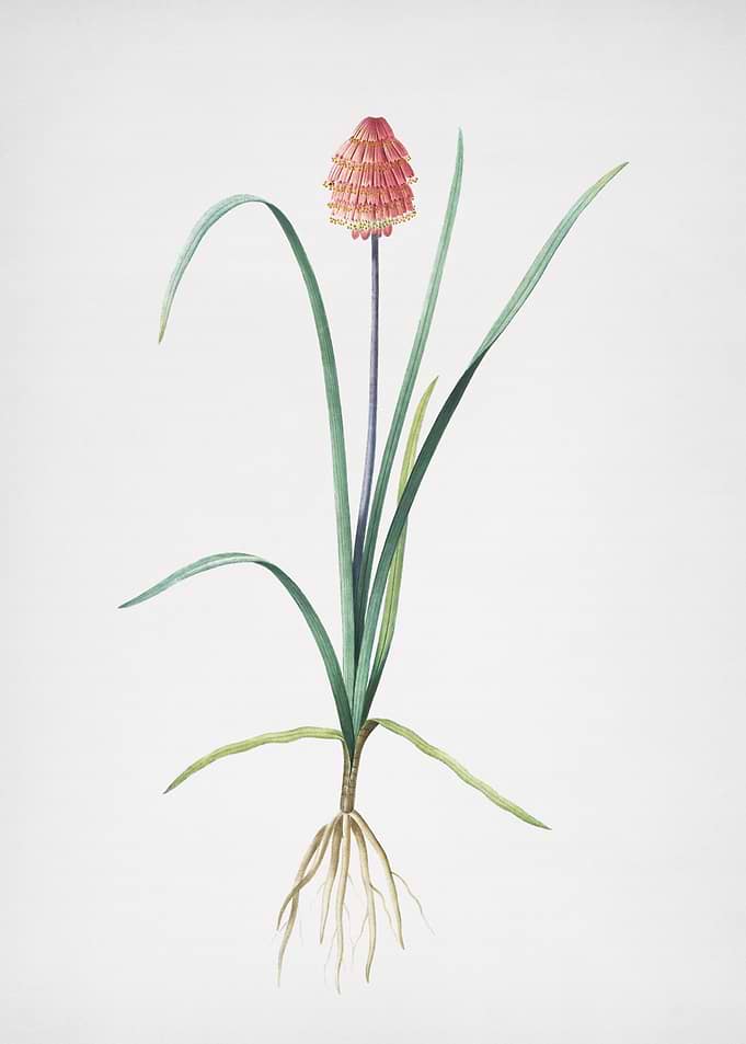 Veltheimia Abyssinica