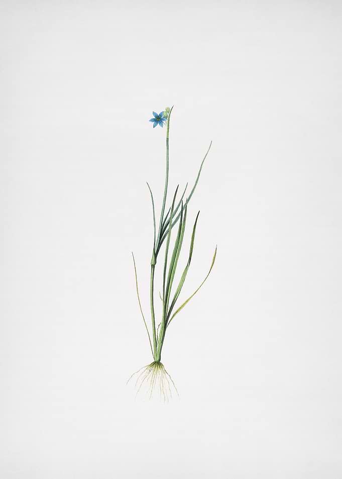 Narrowleaf Blueeyedgras
