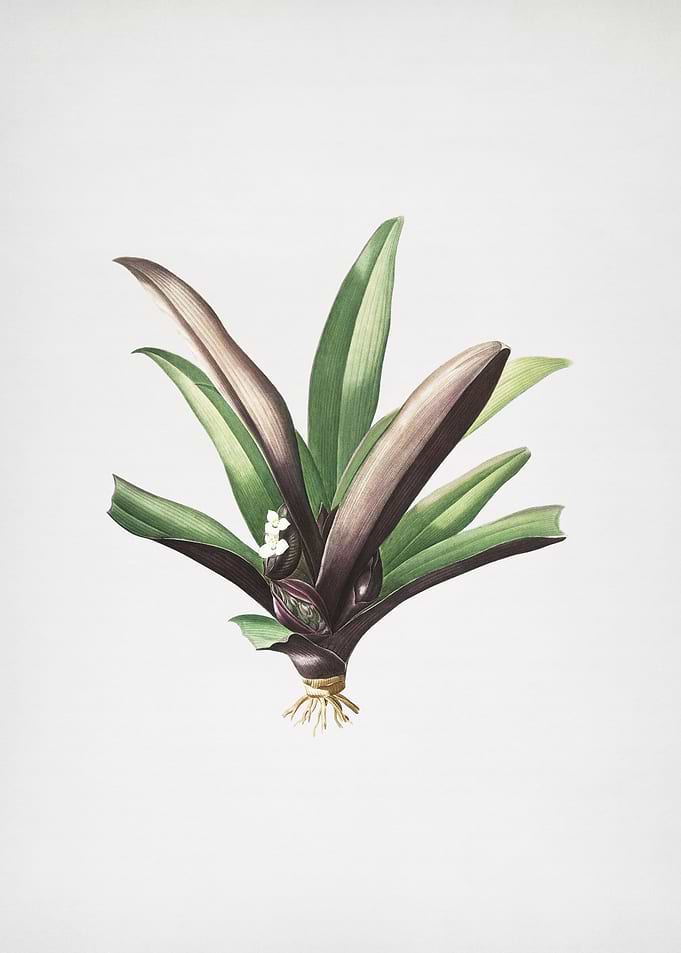 Boat Lily