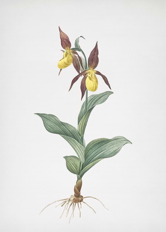 Ladys Slipper Orchid