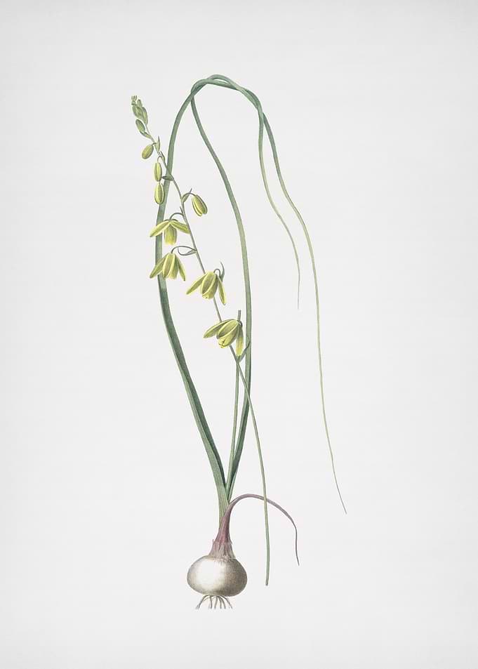 Albuca