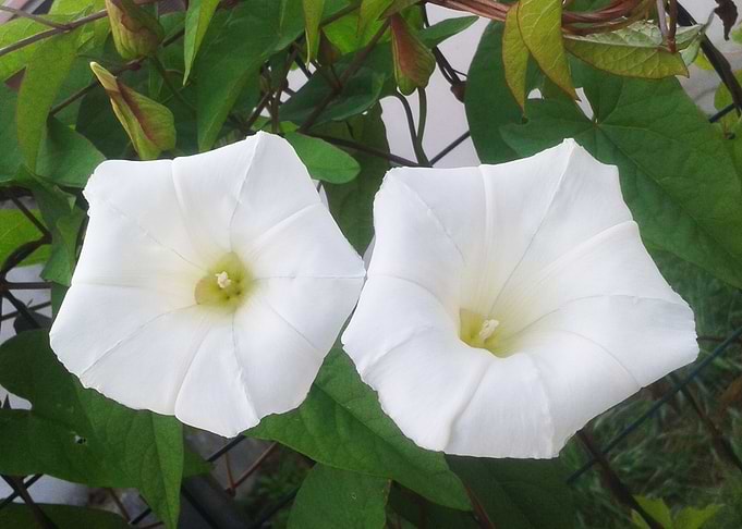 Two white morning glories