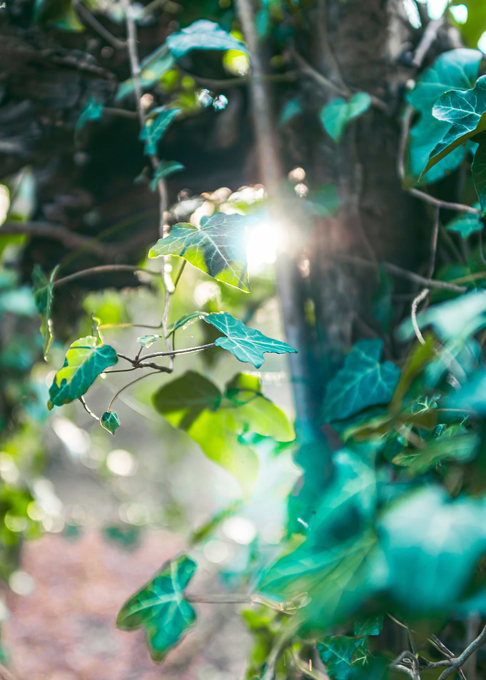 Ivy Plant
