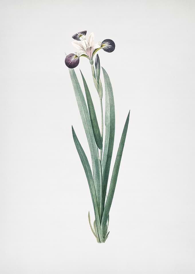 Harlequin Blueflag