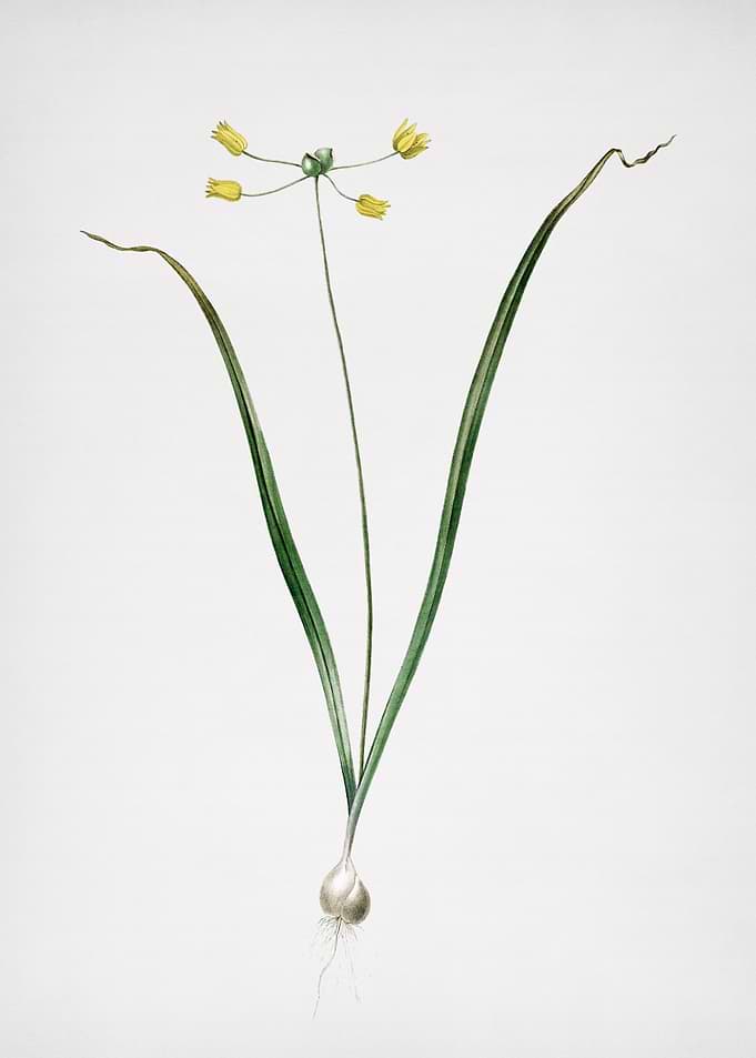 Allium Scorzonera Folium