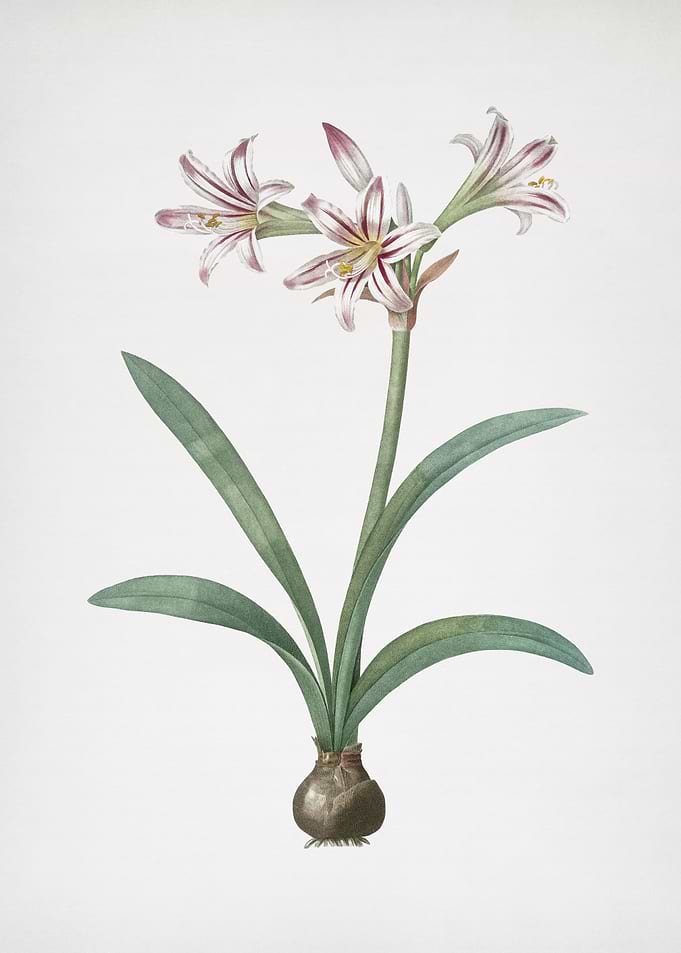 Amaryllis