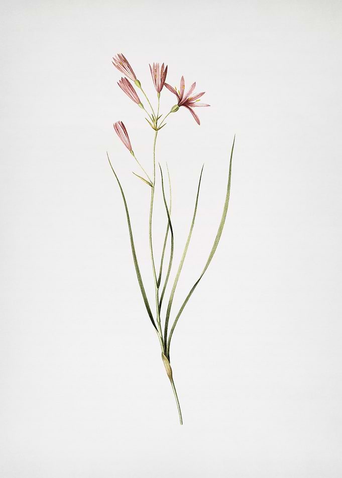 Amaryllis Montana