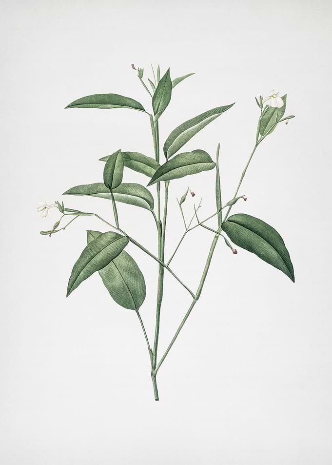 Maranta Arundinacea
