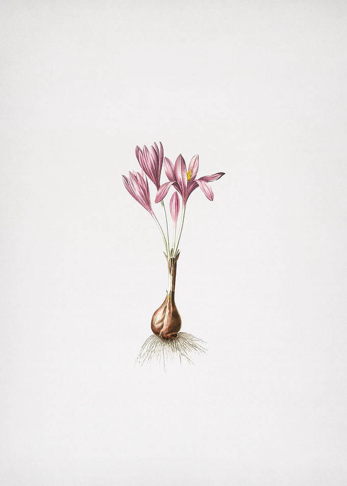 Autumn Crocus 1