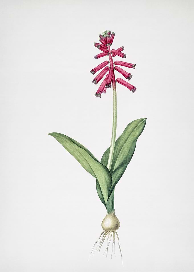 Lachenalia Pendula