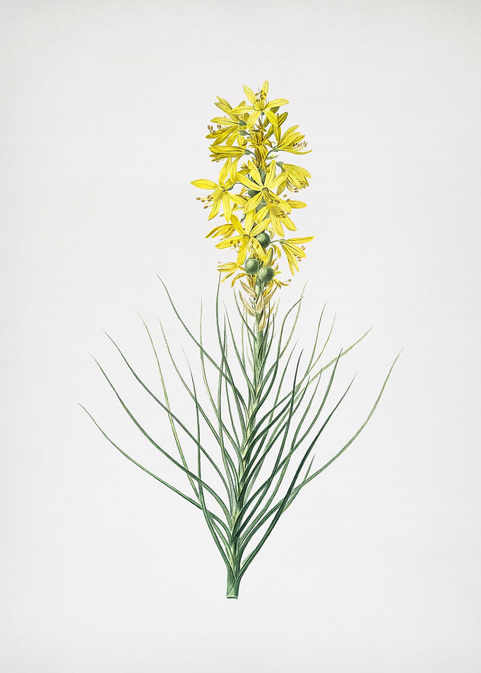 Yellow Asphodel