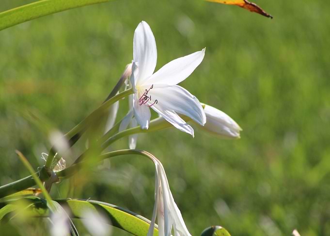 Lovely Lily