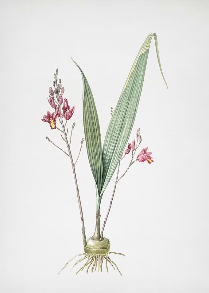 Pine Pink