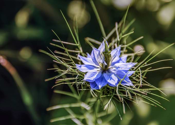 Wild flower