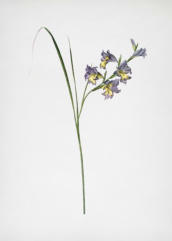 Gladiolus Ringens