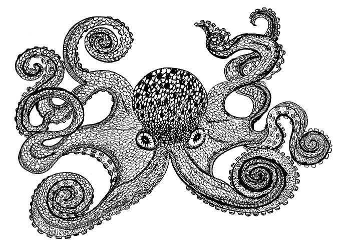 Octopus