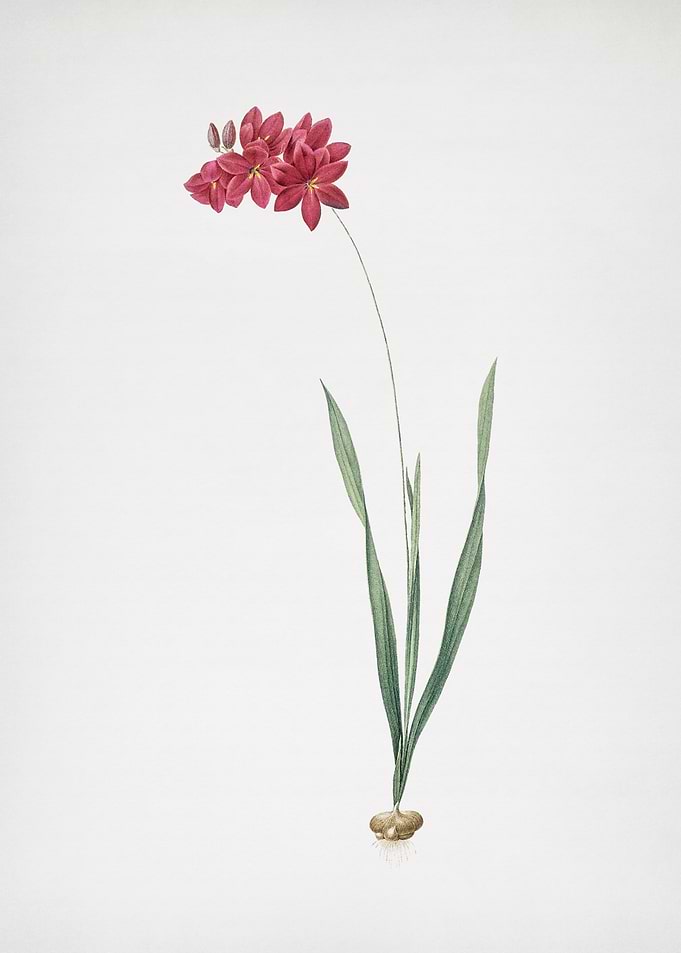 Ixia Filiformis