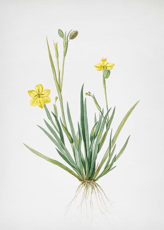 Yellow Eyed Grass