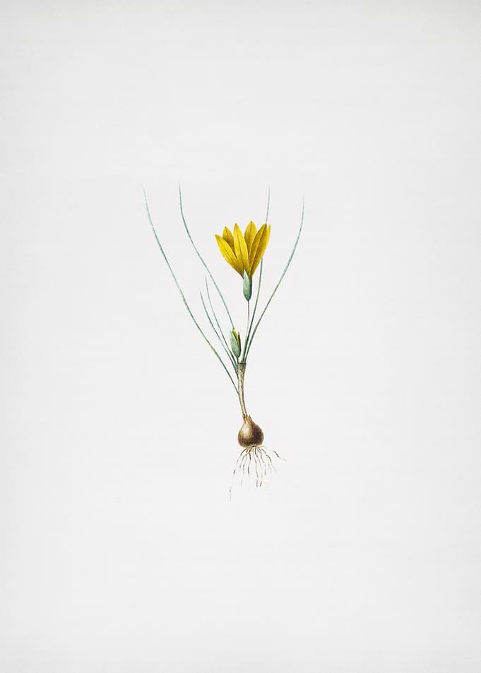 Ixia Filifolia