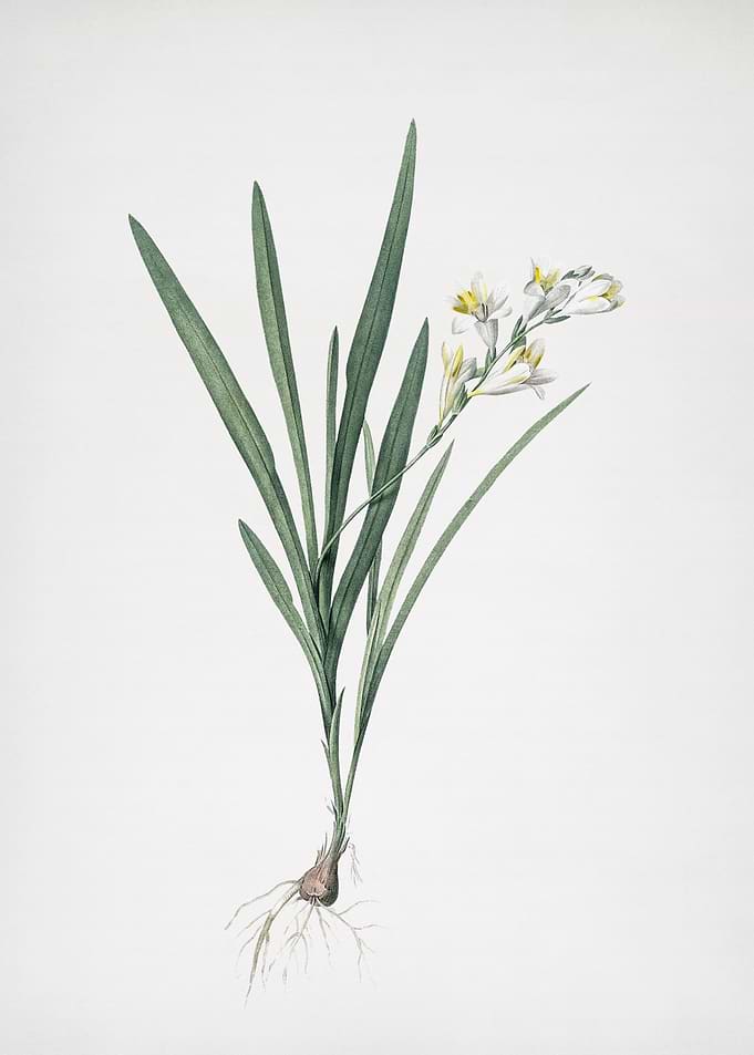 Gladiolus Xanthospilus