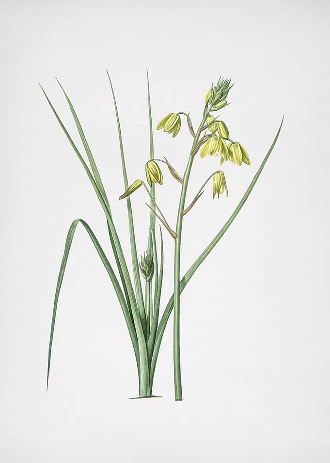 Slime Lily