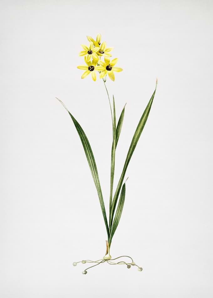 Ixia Fusco Citrina