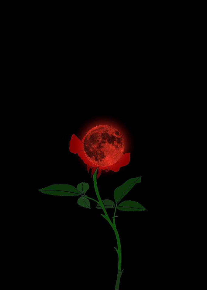 Red Rose