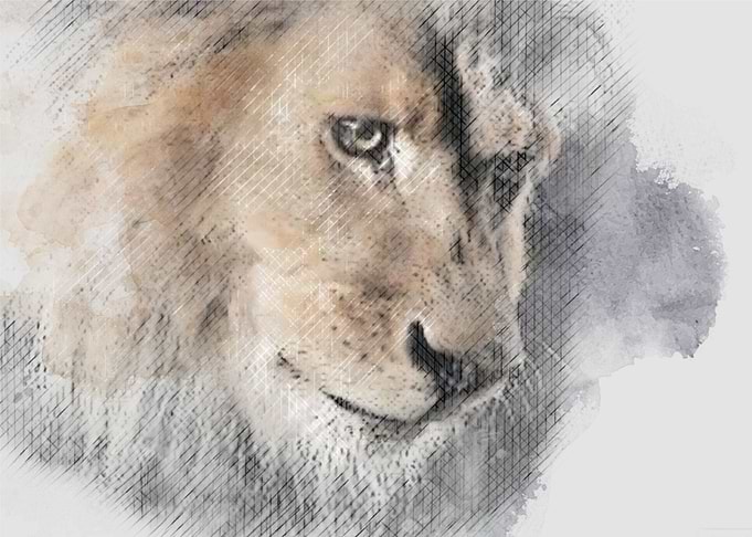 lion