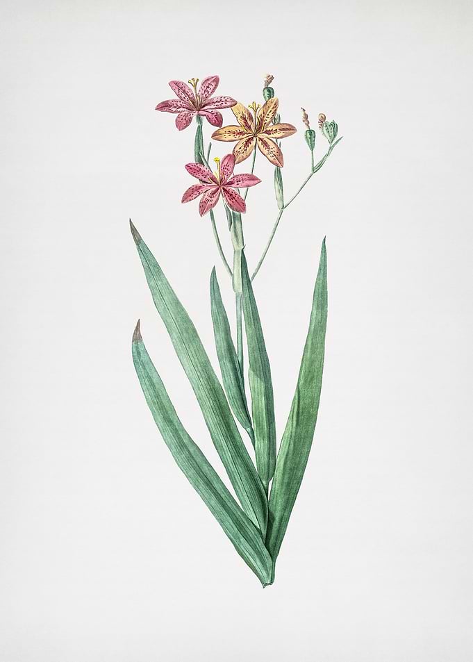 Blackberry Lily
