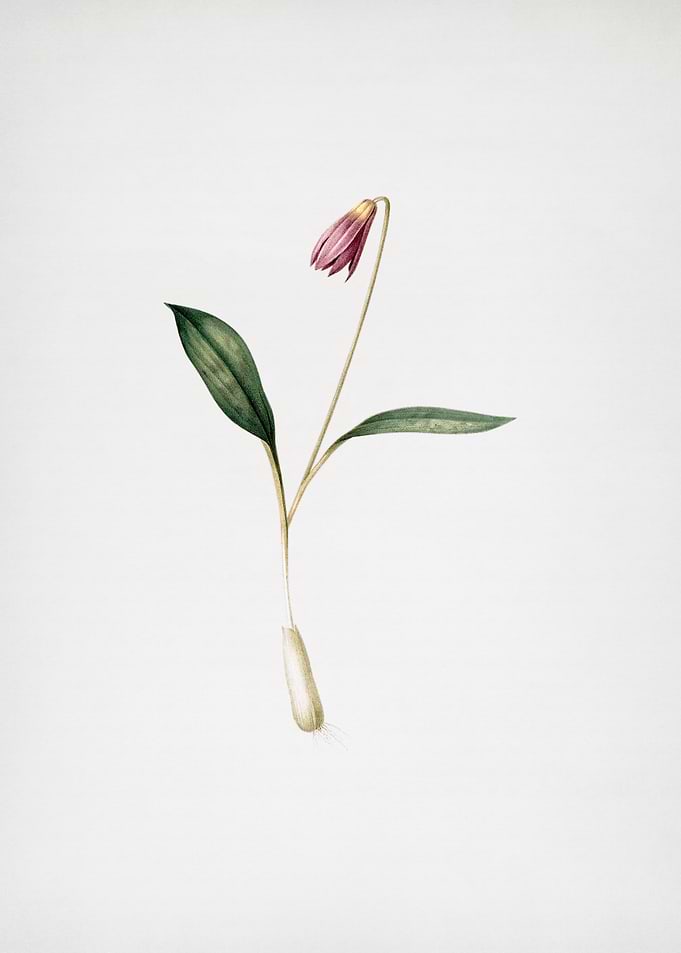 Erythronium