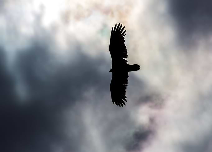 bird