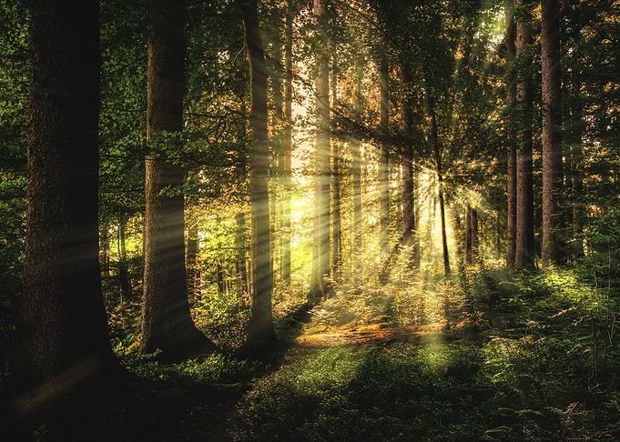Light of Life
