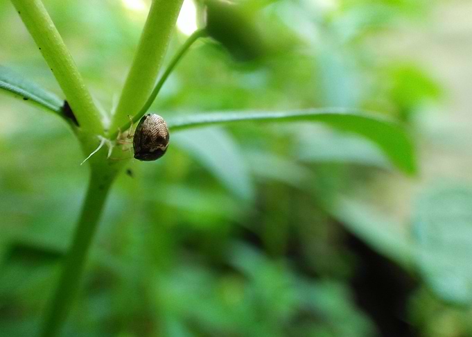 Teeny Weeny Bug 1
