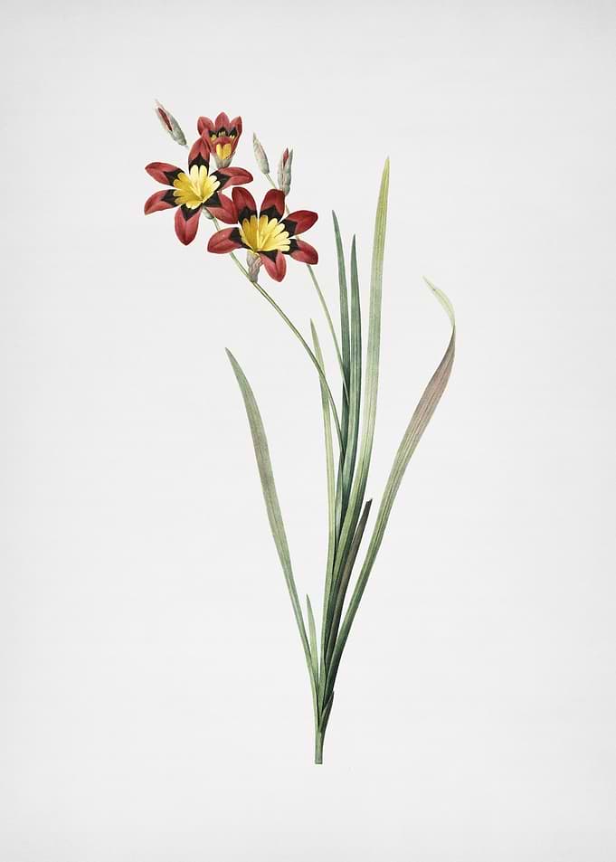 Ixia Tricolor