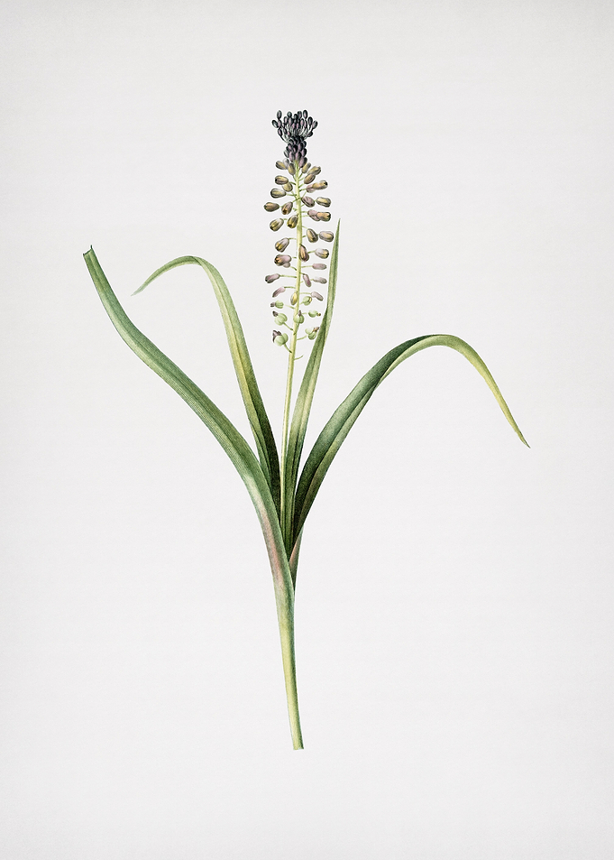 Grape Hyacinth