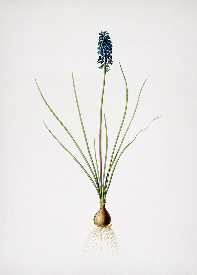 Grape Hyacinth