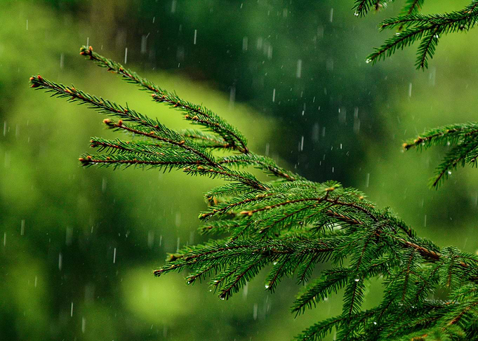 Pine tree branch