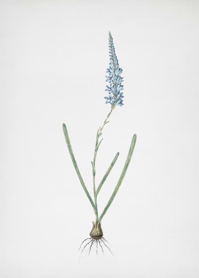Ixia Cepacea