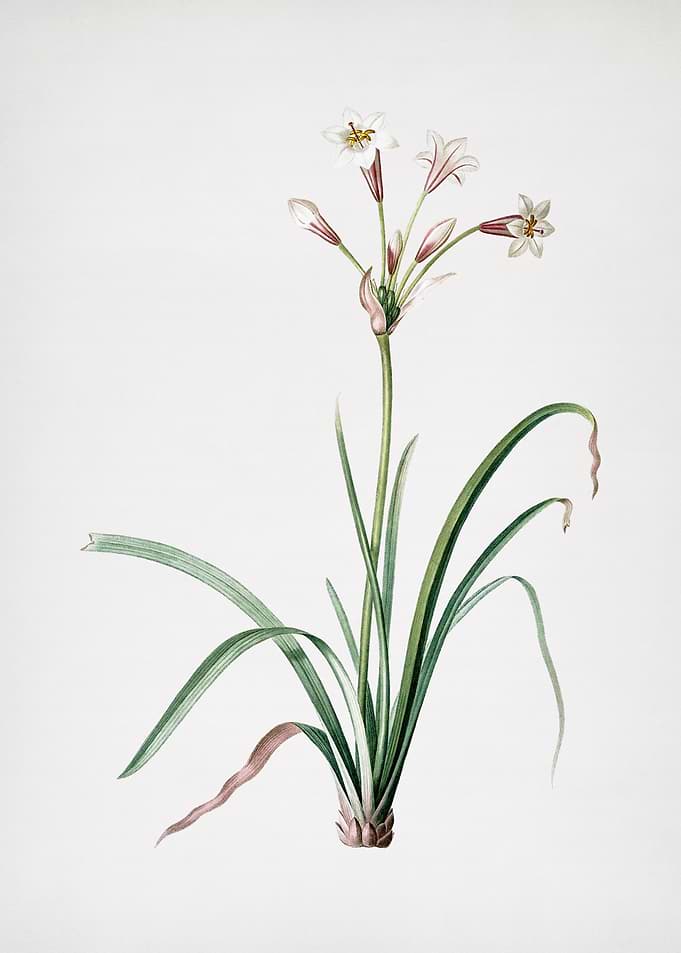 Crytanthus Vittatus