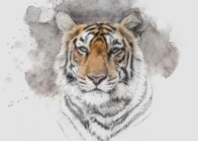 tiger