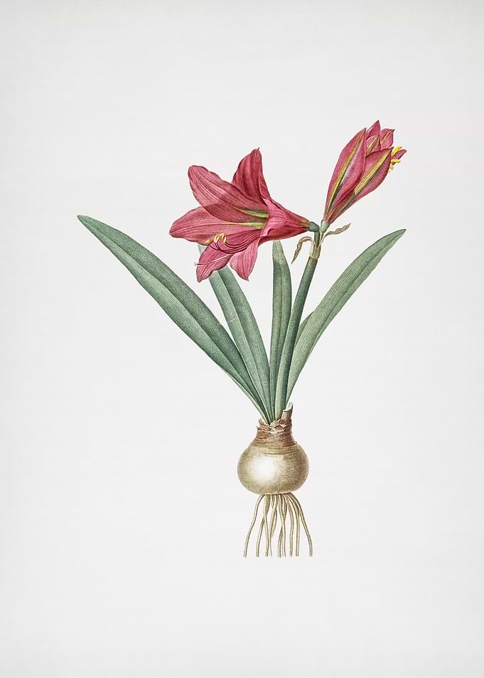 Hippeastrum