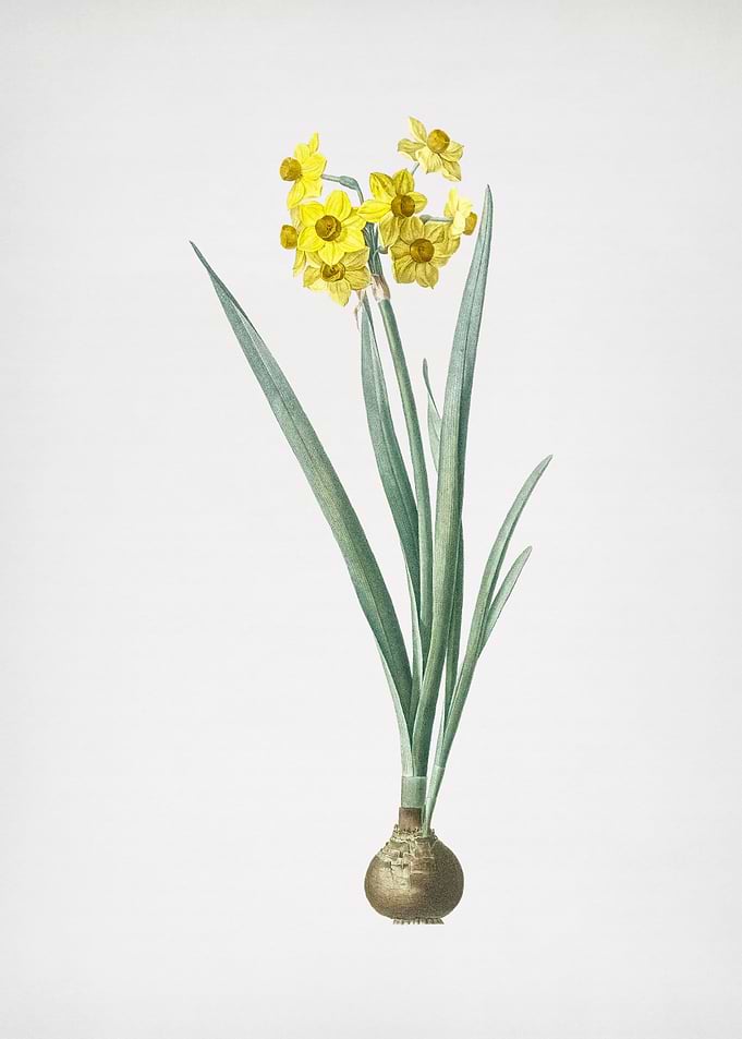 Daffodil