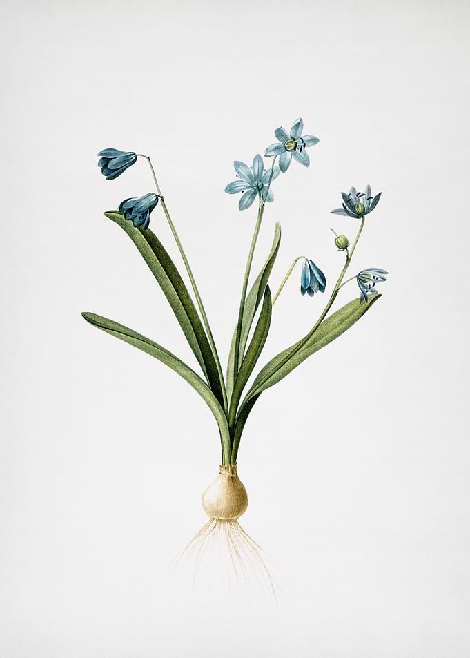 Scilla Amoena