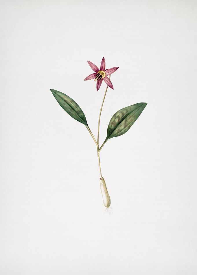 Erythronium
