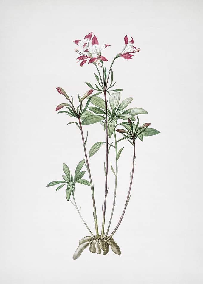 Lily of the Incas