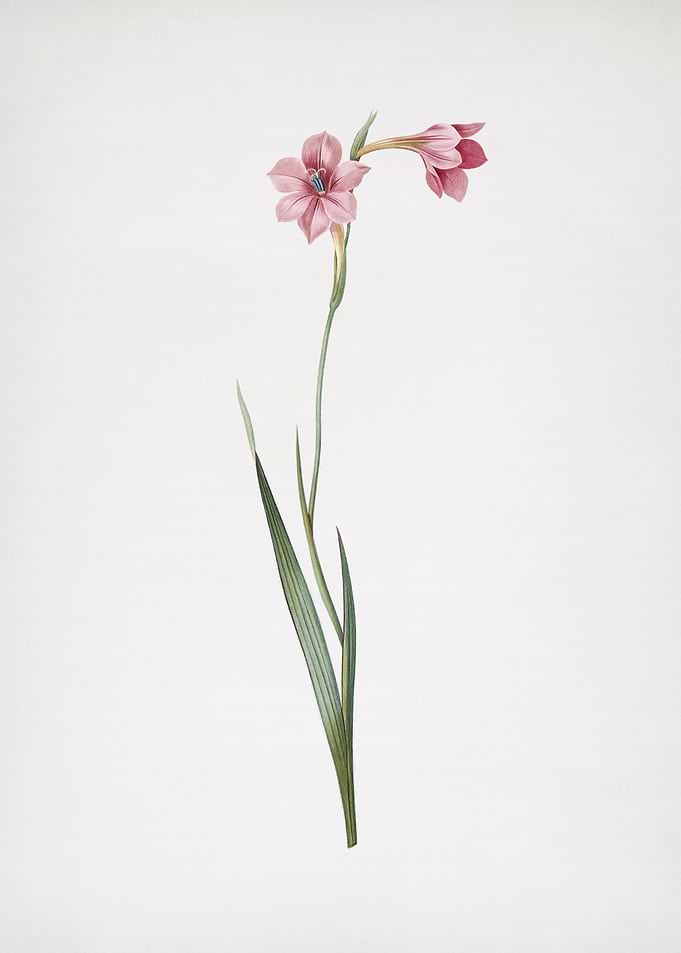 Sword Lily