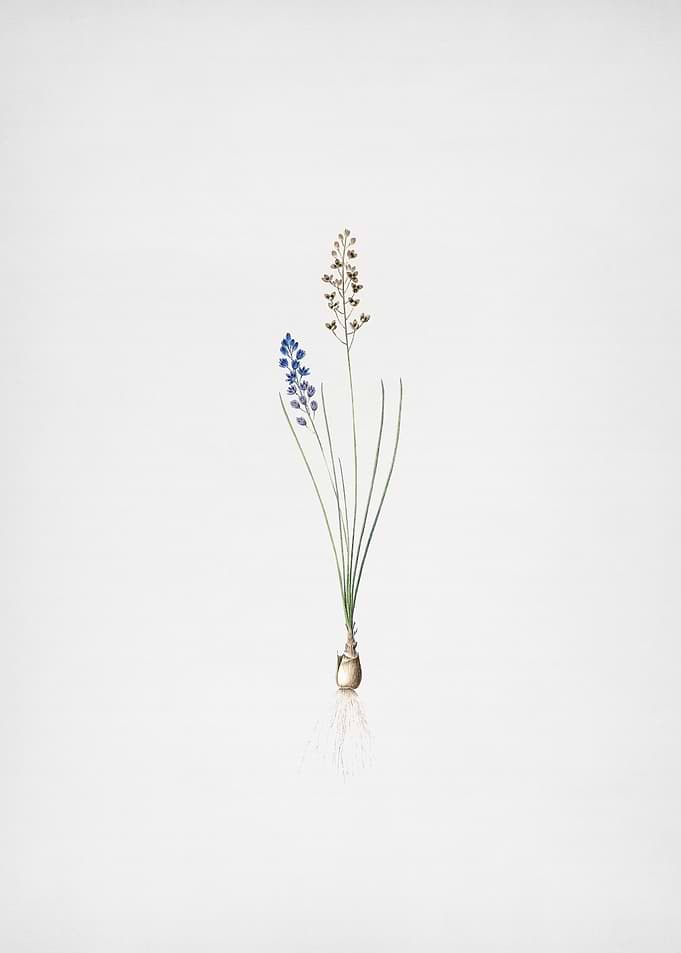 Autumn Squill