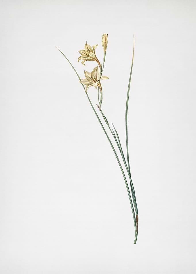 Gladiolus